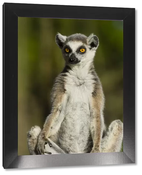 Madagascar, Berenty, Berenty Reserve. Ring-tailed lemur