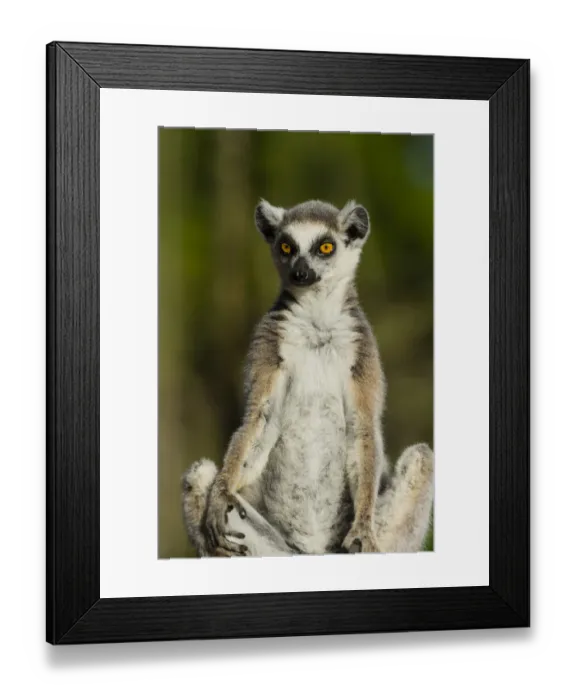 Framed Print : Madagascar, Berenty, Berenty Reserve. Ring-tailed lemur Framed Print : Madagascar, Berenty, Berenty Reserve. Ring-tailed lemur