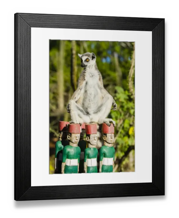 Framed Print : Madagascar, Berenty, Berenty Reserve. Ring-tailed lemur warming itself in the morning Framed Print : Madagascar, Berenty, Berenty Reserve. Ring-tailed lemur warming itself in the morning