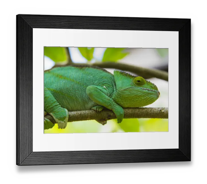 Framed Print : Madagascar, Marozevo, Peyrieras Reptile Farm. Parsons chameleon