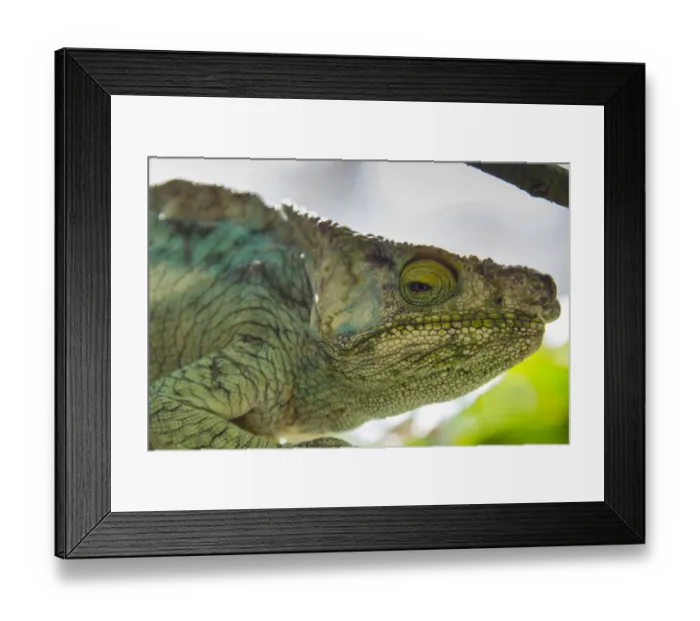 Framed Print : Madagascar, Marozevo, Peyrieras Reptile Farm. Parsons chameleon