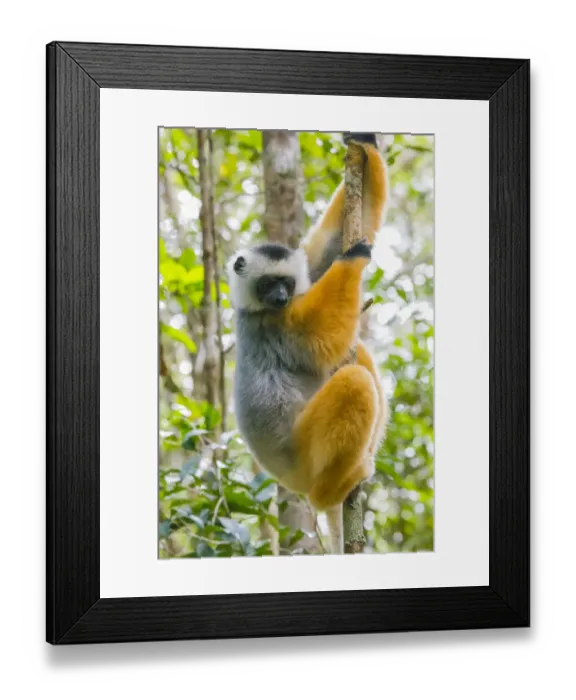 Framed Print : Madagascar, Andasibe, Vakona Lodge, Lemur Island. Diademed sifaka (Propithecus diadema