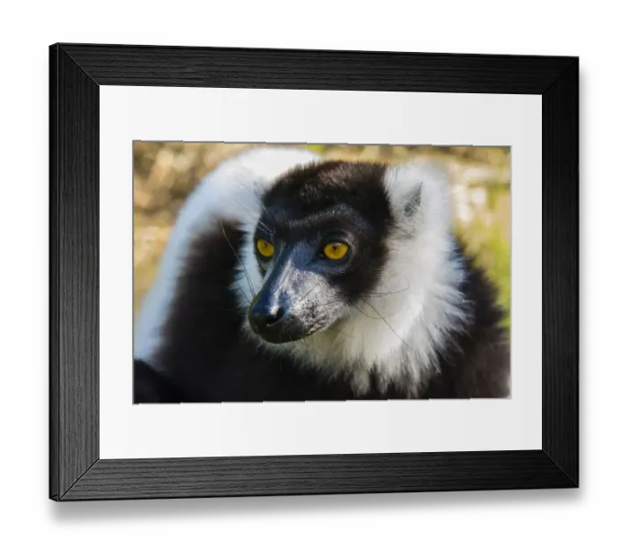 Framed Print : Madagascar, Andasibe, Vakona Lodge, Lemur Island. Black and white ruffed lemur