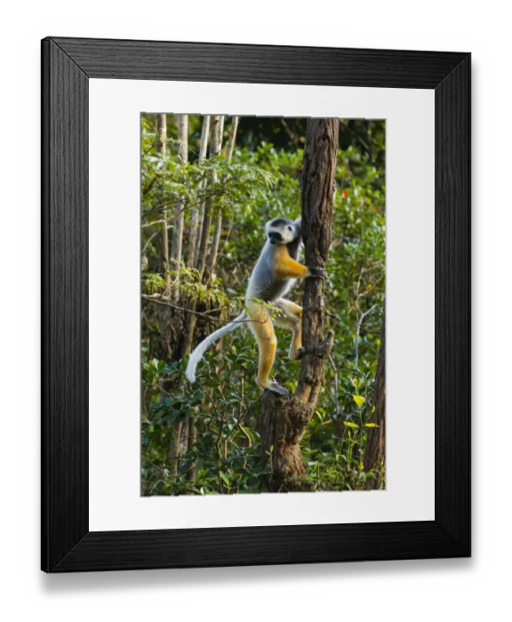 Framed Print : Madagascar, Andasibe, Vakona Lodge, Lemur Island. Diademed sifaka (Propithecus diadema