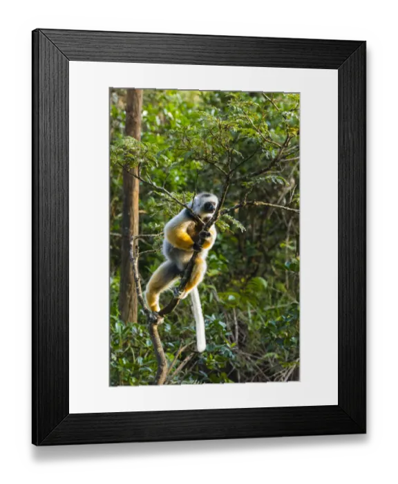 Framed Print : Madagascar, Andasibe, Vakona Lodge, Lemur Island. Diademed sifaka (Propithecus diadema Framed Print : Madagascar, Andasibe, Vakona Lodge, Lemur Island. Diademed sifaka (Propithecus diadema