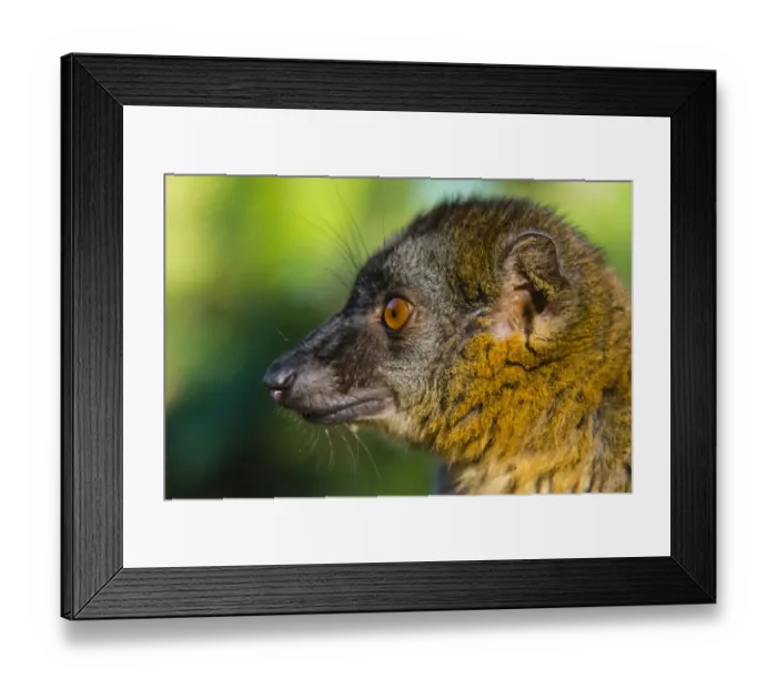 Framed Print : Madagascar, Andasibe, Vakona Lodge, Lemur Island. Common brown lemur