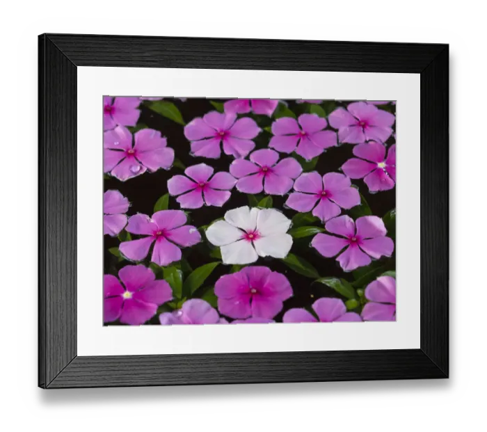 Framed Print : Asia, Vietnam, Mui Ne. Pink and white flowers floating on water Framed Print : Asia, Vietnam, Mui Ne. Pink and white flowers floating on water