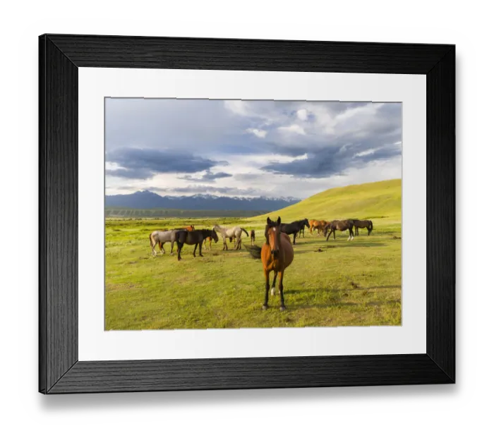 Framed Print : Horses for the production of milk, kumys and meat. A typical farm on the Suusamyr plain