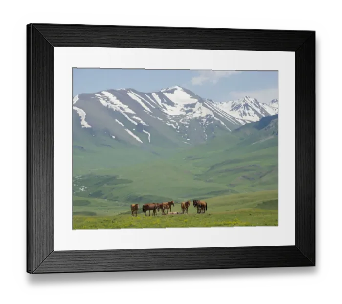Framed Print : Horses on summer pasture. The Suusamyr plain, a high valley in Tien Shan Mountains Framed Print : Horses on summer pasture. The Suusamyr plain, a high valley in Tien Shan Mountains