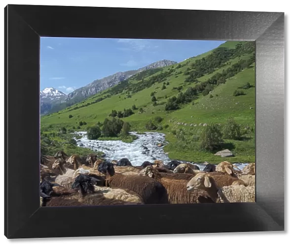 Sheep drive to their high altitude summer pasture. National Park Besch Tasch in the Talas
