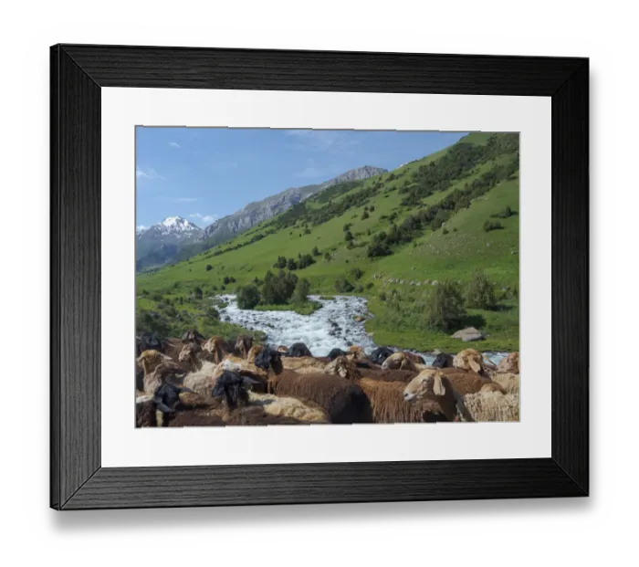 Framed Print : Sheep drive to their high altitude summer pasture. National Park Besch Tasch in the Talas