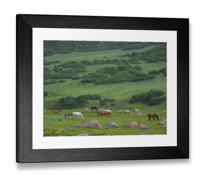 Framed Print : Horses on their summer pasture. National Park Besch Tasch in the Talas Alatoo mountain