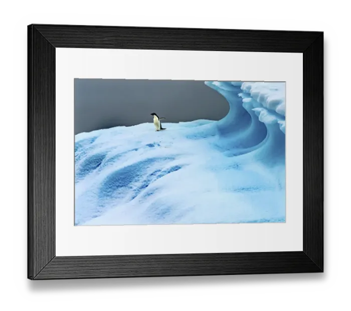 Framed Print : Adelie Penguin blue iceberg Charlotte Bay, Antarctica. Glacier ice blue because air Framed Print : Adelie Penguin blue iceberg Charlotte Bay, Antarctica. Glacier ice blue because air