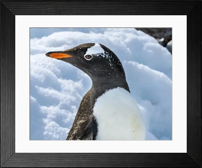 Framed Print : Gentoo penguin Snow Highway Rookery, Damoy Point, Antarctic Peninsula, Antarctica
