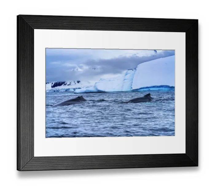 Framed Print : Two Humpback Baleen Whales Chasing Krill blue iceberg Floating sea water Charlotte Bay