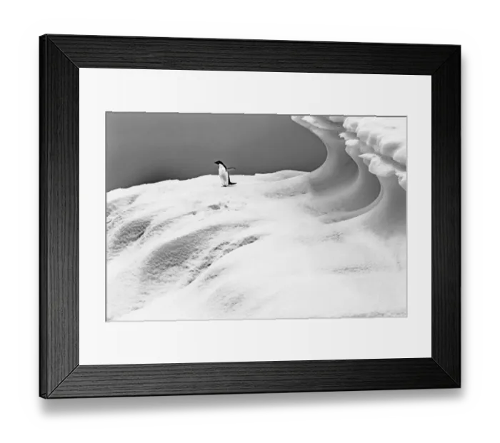 Framed Print : Adelie Penguin blue iceberg Charlotte Bay, Antarctica. Glacier ice blue because air Framed Print : Adelie Penguin blue iceberg Charlotte Bay, Antarctica. Glacier ice blue because air
