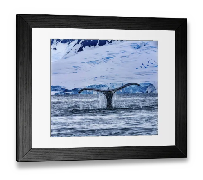 Framed Print : Humpback Baleen Whale Tail Chasing Krill blue Charlotte Bay, Antarctica Framed Print : Humpback Baleen Whale Tail Chasing Krill blue Charlotte Bay, Antarctica
