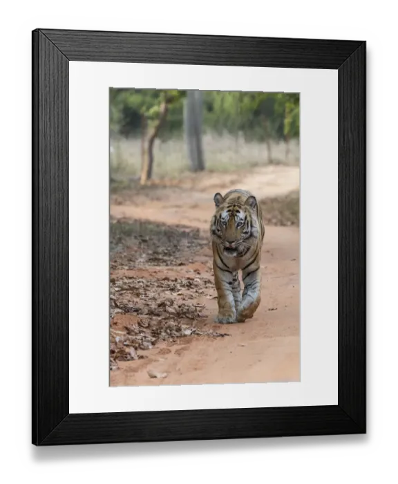 Framed Print : India, Madhya Pradesh, Bandhavgarh National Park. Bengal tiger, endangered species Framed Print : India, Madhya Pradesh, Bandhavgarh National Park. Bengal tiger, endangered species