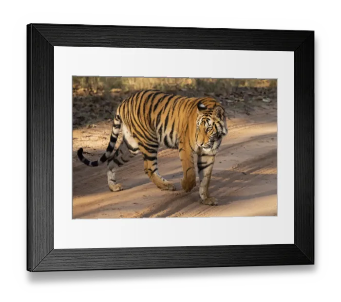 Framed Print : India, Madhya Pradesh, Bandhavgarh National Park. Mature female Bengal tiger Framed Print : India, Madhya Pradesh, Bandhavgarh National Park. Mature female Bengal tiger