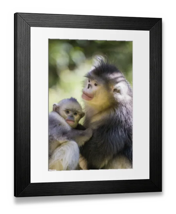 Framed Print : Asia, China, Tacheng, Yunnan Black Snub-Nosed monkeys, Adult and Young Framed Print : Asia, China, Tacheng, Yunnan Black Snub-Nosed monkeys, Adult and Young