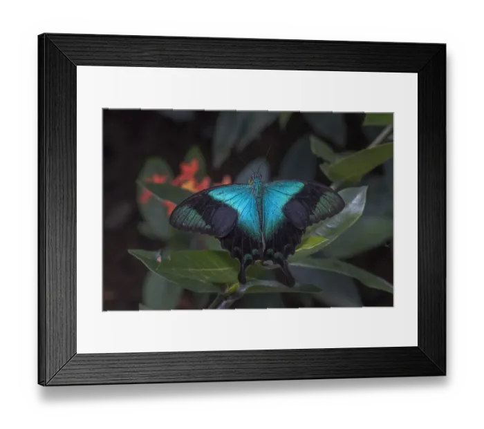 Framed Print : Indonesia, Bali. Blue swallowtail butterfly on leaf Framed Print : Indonesia, Bali. Blue swallowtail butterfly on leaf