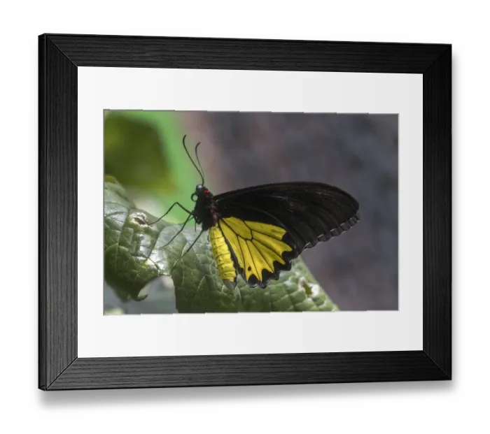 Framed Print : Indonesia. Birdwing butterfly on leaf Framed Print : Indonesia. Birdwing butterfly on leaf
