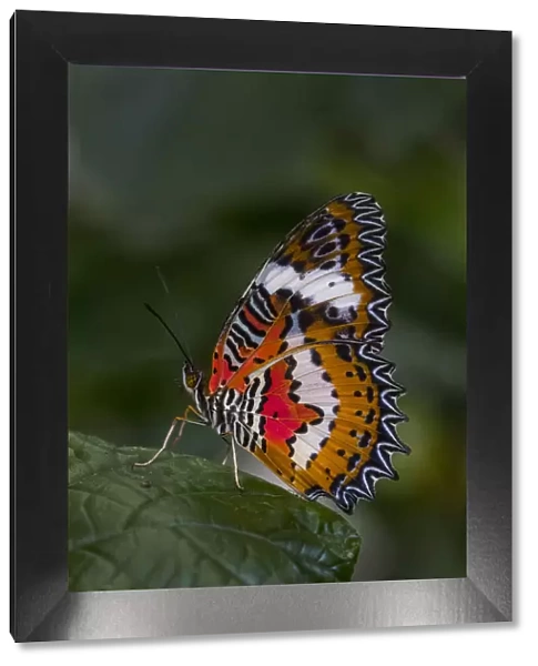 Indonesia, Bali. Malay lacewing butterfly on leaf