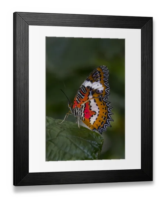 Framed Print : Indonesia, Bali. Malay lacewing butterfly on leaf Framed Print : Indonesia, Bali. Malay lacewing butterfly on leaf