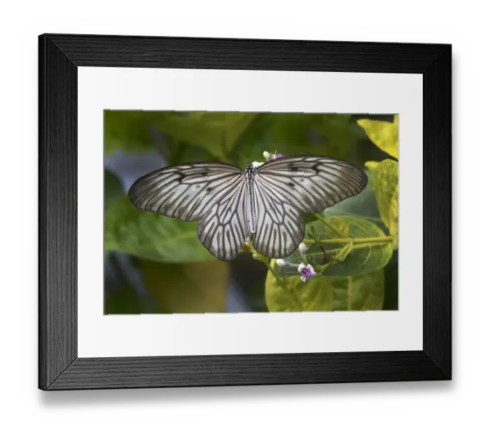 Framed Print : Indonesia, Bali. Blanchards ghost butterfly on plant Framed Print : Indonesia, Bali. Blanchards ghost butterfly on plant