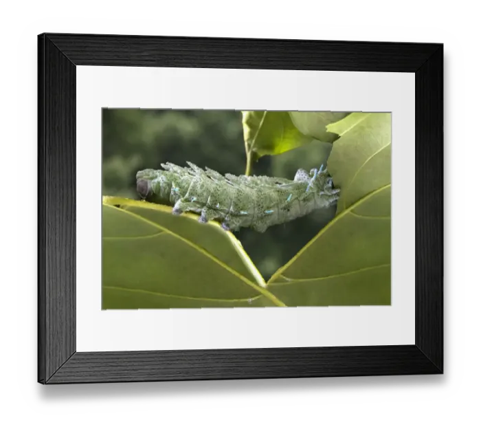 Framed Print : Indonesia, Bali. Atlas moth caterpillar eating leaf