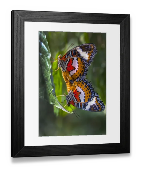 Framed Print : Indonesia, Bali. Malay lacewing butterflies mating on leaf Framed Print : Indonesia, Bali. Malay lacewing butterflies mating on leaf