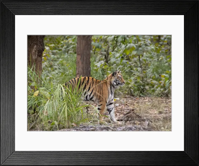 Framed Print : India, Madhya Pradesh, Bandhavgarh National Park. Young female Bengal tiger stretching