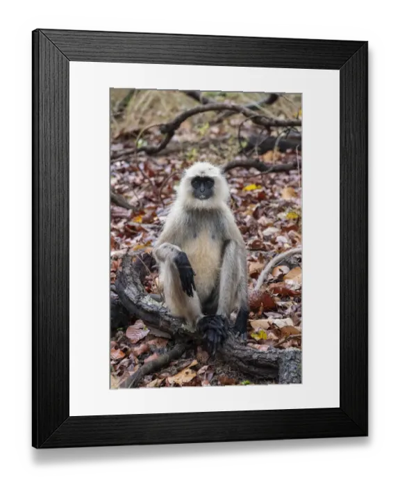 Framed Print : India, Madhya Pradesh, Bandhavgarh National Park. Northern Plains Langur Framed Print : India, Madhya Pradesh, Bandhavgarh National Park. Northern Plains Langur