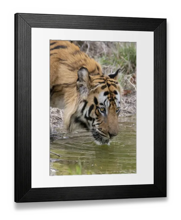 Framed Print : India, Madhya Pradesh, Bandhavgarh National Park. Male Bengal tiger drinking from pond Framed Print : India, Madhya Pradesh, Bandhavgarh National Park. Male Bengal tiger drinking from pond