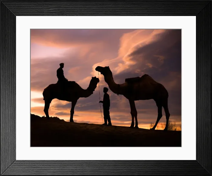 Framed Print : Young men and camels at sunset in the Rajasthan desert, Pushkar, India