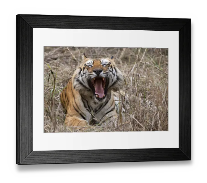 Framed Print : India, Madhya Pradesh, Bandhavgarh National Park. Bengal tiger, endangered species Framed Print : India, Madhya Pradesh, Bandhavgarh National Park. Bengal tiger, endangered species
