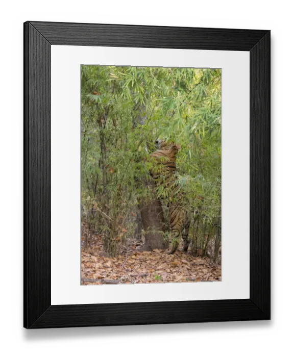 Framed Print : India, Madhya Pradesh, Bandhavgarh National Park. Male Bengal tiger sent marking tree in