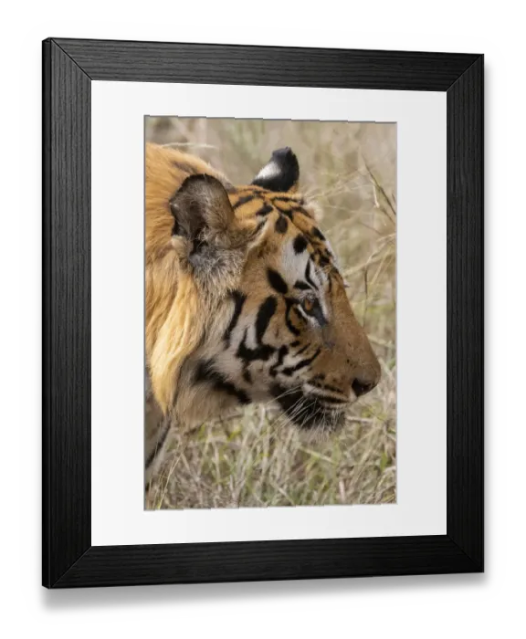 Framed Print : India, Madhya Pradesh, Bandhavgarh National Park. Bengal tiger, endangered species Framed Print : India, Madhya Pradesh, Bandhavgarh National Park. Bengal tiger, endangered species