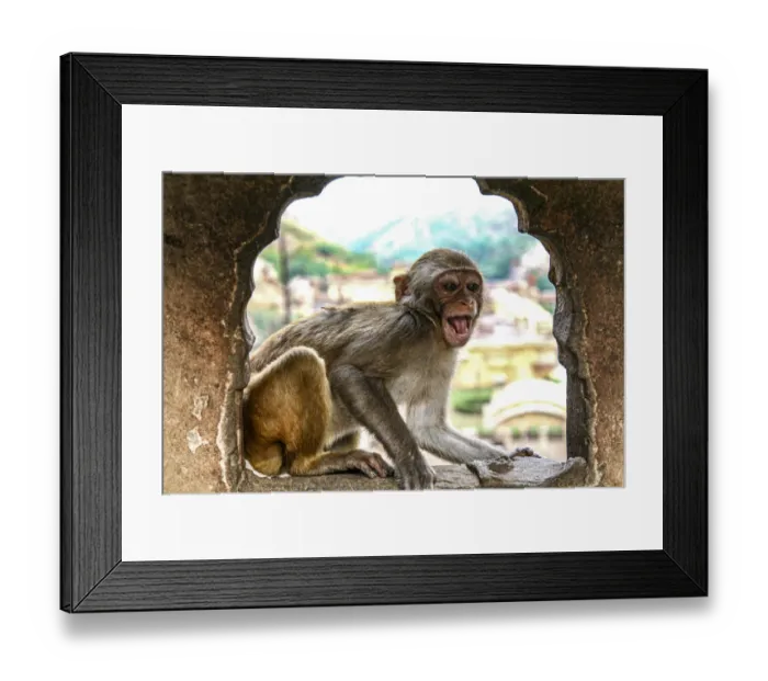 Framed Print : Jaipur, India, Monkey Temple, laughing Macaque Framed Print : Jaipur, India, Monkey Temple, laughing Macaque