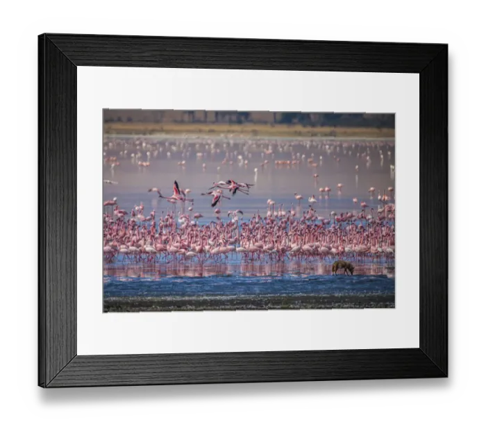 Framed Print : Lesser flamingos rest and feed in Lake Magadi inside Ngorongoro Crater, Tanzania Framed Print : Lesser flamingos rest and feed in Lake Magadi inside Ngorongoro Crater, Tanzania