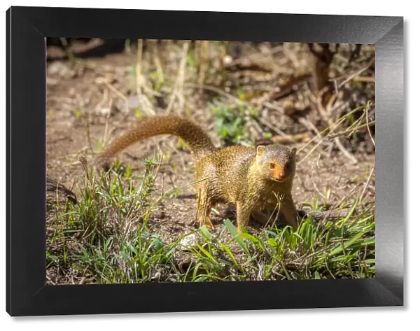 A dwarf mongoose, like other mustelids, is curious