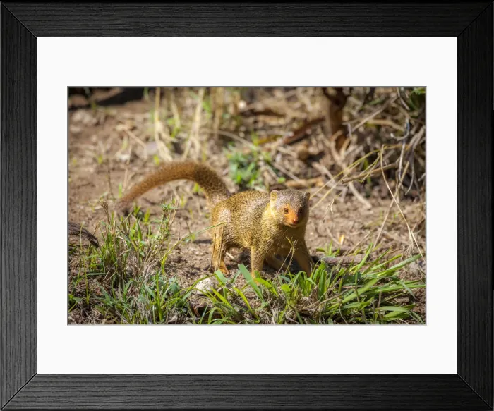 Framed Print : A dwarf mongoose, like other mustelids, is curious Framed Print : A dwarf mongoose, like other mustelids, is curious