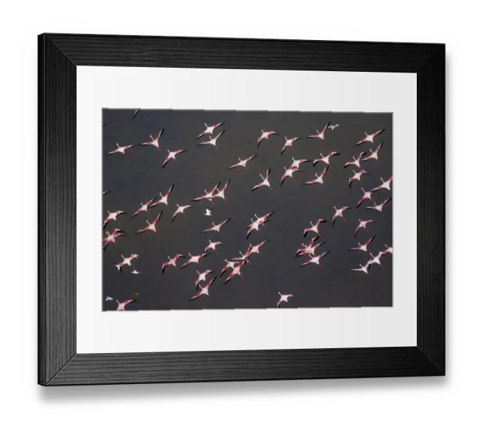 Framed Print : Africa, Tanzania, Aerial view of flock of Greater and Lesser Flamingos flying above salt