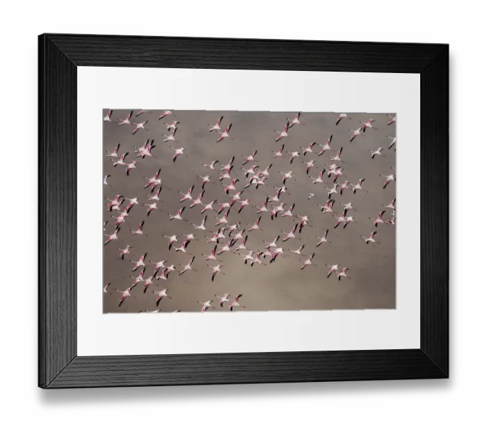 Framed Print : Africa, Tanzania, Aerial view of flock of Greater and Lesser Flamingos flying above salt Framed Print : Africa, Tanzania, Aerial view of flock of Greater and Lesser Flamingos flying above salt