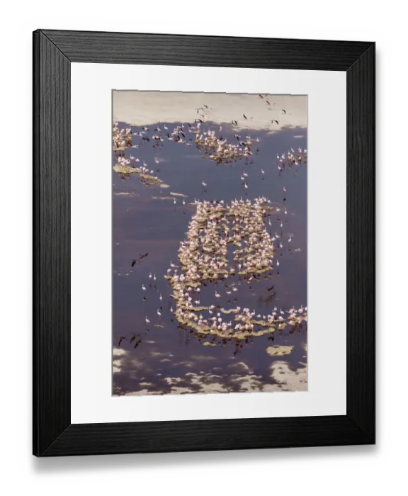 Framed Print : Africa, Tanzania, Aerial view of flock of Lesser Flamingos (Phoenicoparrus minor Framed Print : Africa, Tanzania, Aerial view of flock of Lesser Flamingos (Phoenicoparrus minor