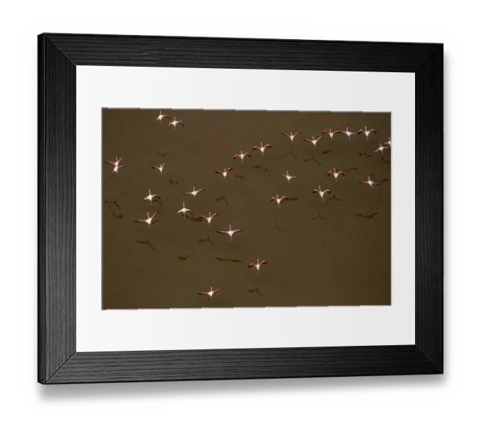 Framed Print : Africa, Tanzania, Aerial view of flock of Greater and Lesser Flamingos flying above salt Framed Print : Africa, Tanzania, Aerial view of flock of Greater and Lesser Flamingos flying above salt