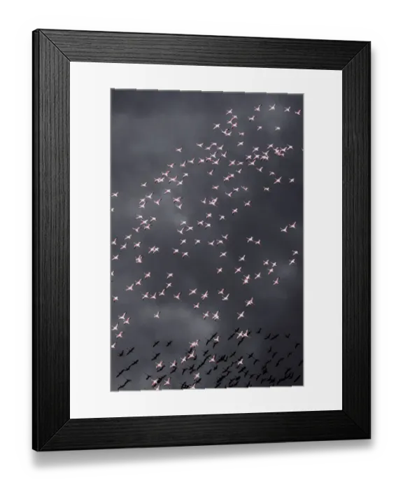Framed Print : Africa, Tanzania, Aerial view of flock of Greater and Lesser Flamingos flying above salt