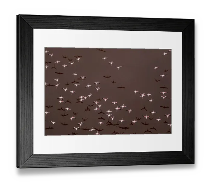 Framed Print : Africa, Tanzania, Aerial view of flock of Greater and Lesser Flamingos flying above salt