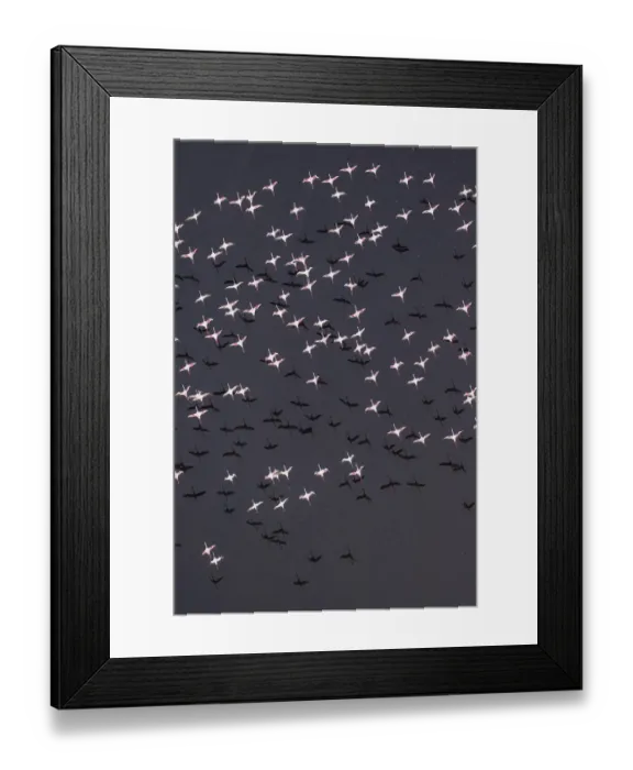Framed Print : Africa, Tanzania, Aerial view of flock of Lesser Flamingos (Phoenicoparrus minor Framed Print : Africa, Tanzania, Aerial view of flock of Lesser Flamingos (Phoenicoparrus minor