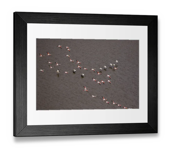 Framed Print : Africa, Tanzania, Aerial view of flock of Greater and Lesser Flamingos flying past flock Framed Print : Africa, Tanzania, Aerial view of flock of Greater and Lesser Flamingos flying past flock